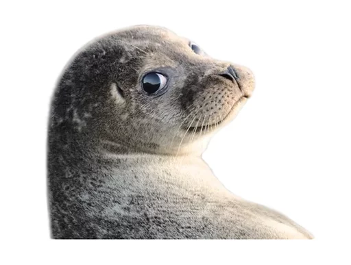 animal mammal marine mammal