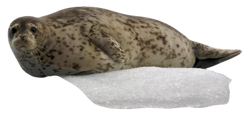 animal mammal marine mammal