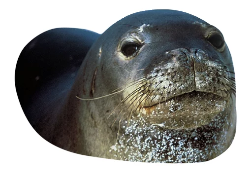 животное млекопитающее морские млекопитающие