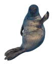 animal marine mammal seal