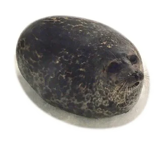 animal seal mammal