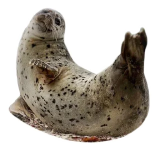 animal seal mammal