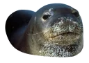 animal mammal marine mammal