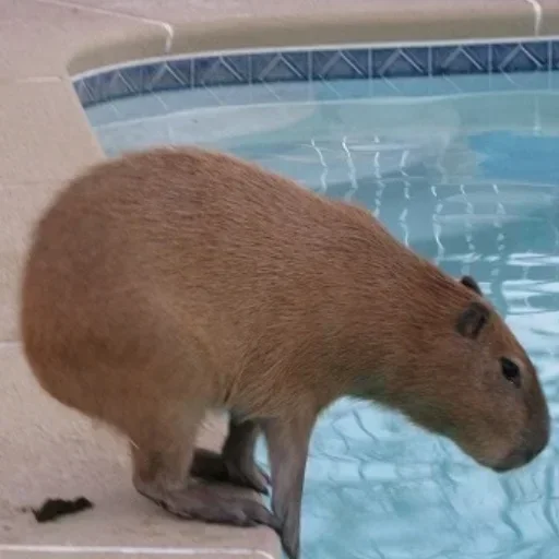 Sticker LdogmaN_by_stickers_stealer_bot - 1