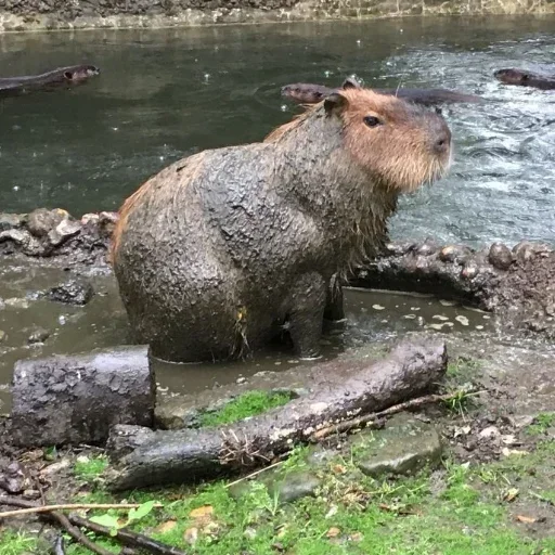 Стикер LdogmaN_by_stickers_stealer_bot - 1