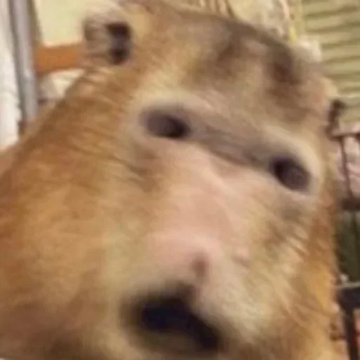 Стикер LdogmaN_by_stickers_stealer_bot - 1