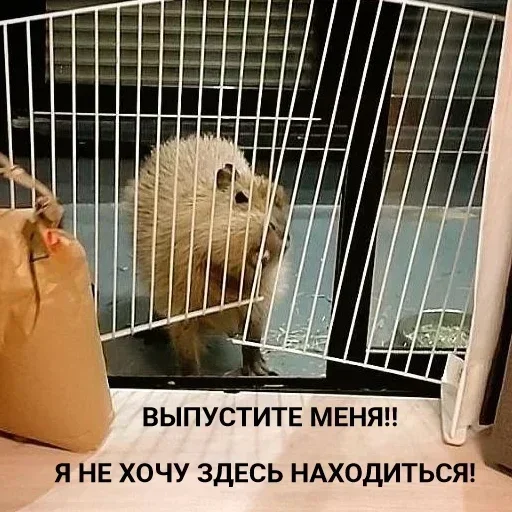 Sticker LdogmaN_by_stickers_stealer_bot - 1