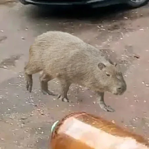 Sticker LdogmaN_by_stickers_stealer_bot - 1