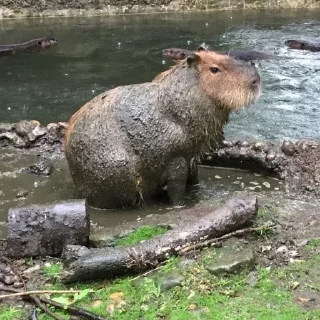 Sticker @sexstikkers - 9