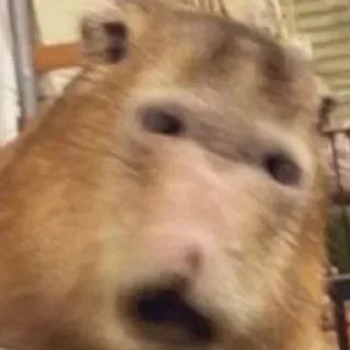 Sticker @sexstikkers - 7