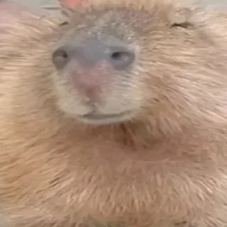 Sticker @sexstikkers - 11