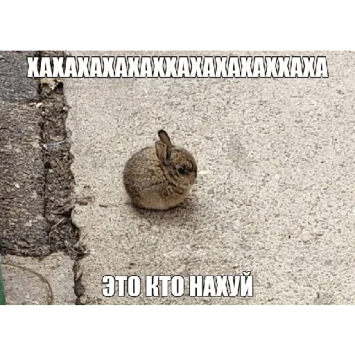 Sticker LdzibR_by_stickers_stealer_bot - 1