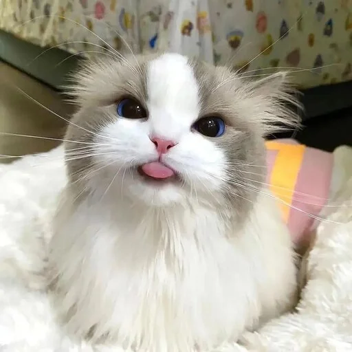 Стикер Legend_Mr_penis - 1