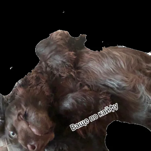 Sticker лейла топ - 2