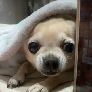 Sticker Леля - 7