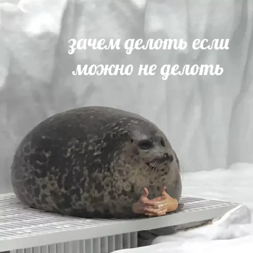 животное млекопитающее тюлень