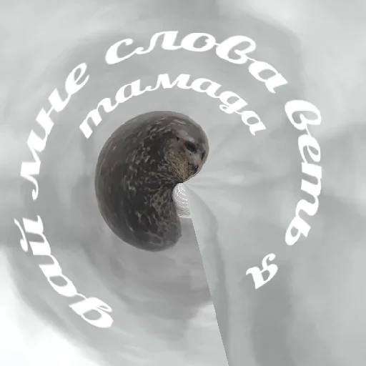 морские млекопитающие водные млекопитающие тюлень