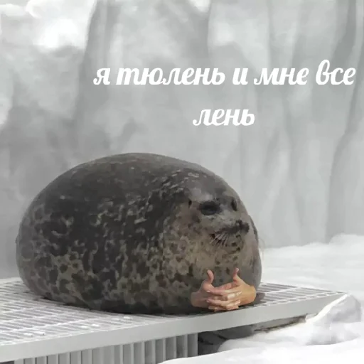 животное млекопитающее тюлень