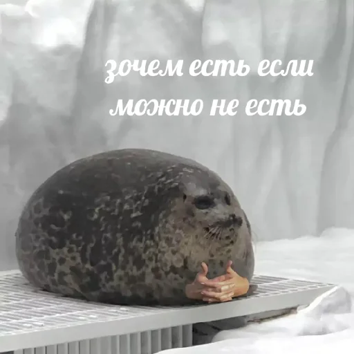 животное млекопитающее тюлень