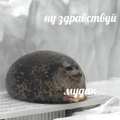 животное млекопитающее тюлень