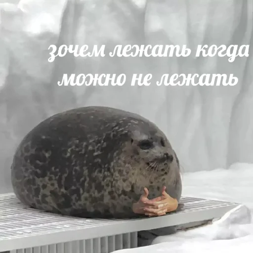 животное млекопитающее тюлень