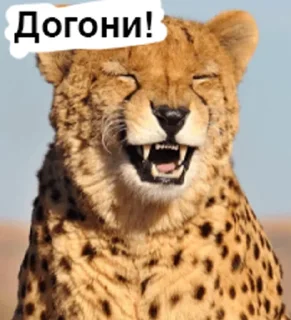 Sticker LENKINPARK_PACK - 4