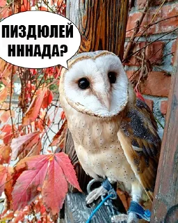 Sticker LENKINPARK_PACK - 0