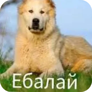 Стикер ЛеночкаМуррр - 9