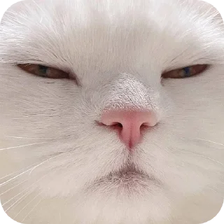 Стикер ЛеночкаМуррр - 11