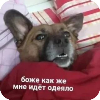 Стикер ЛеночкаМуррр - 5