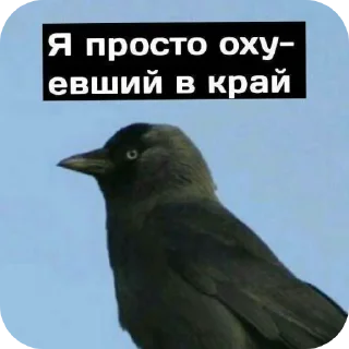 Стикер ЛеночкаМуррр - 7