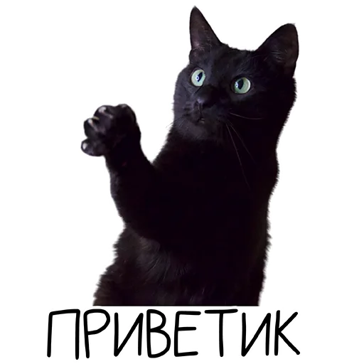 Лента Добра х Vetland Adoption (@dobrayalenta @vetland_adoption) - 