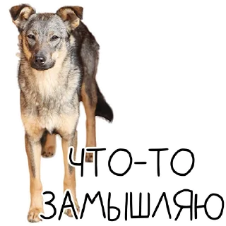 Стикер Лента Добра х Vetland Adoption (@dobrayalenta @vetland_adoption) - 9