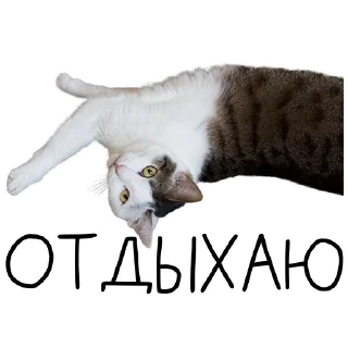 Стикер Лента Добра х Vetland Adoption (@dobrayalenta @vetland_adoption) - 1