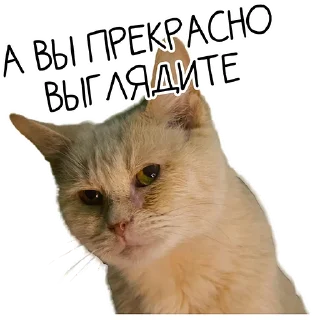 Стикер Лента Добра х Vetland Adoption (@dobrayalenta @vetland_adoption) - 4