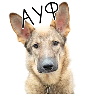 Стикер Лента Добра х Vetland Adoption (@dobrayalenta @vetland_adoption) - 11