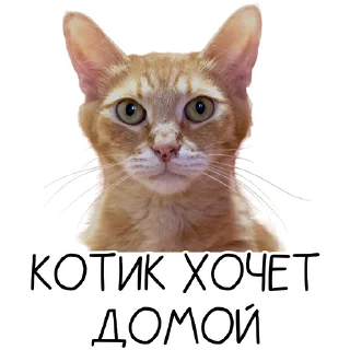 Стикер Лента Добра х Vetland Adoption (@dobrayalenta @vetland_adoption) - 6