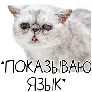 Стикер Лента Добра х Vetland Adoption (@dobrayalenta @vetland_adoption) - 3