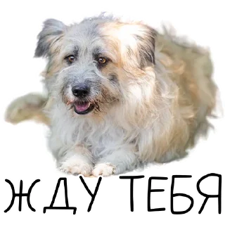 Стикер Лента Добра х Vetland Adoption (@dobrayalenta @vetland_adoption) - 2