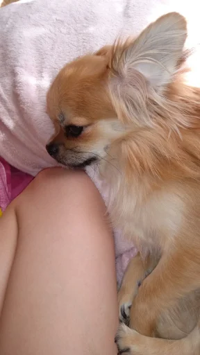 Леонидо @TgEmodziBot - 