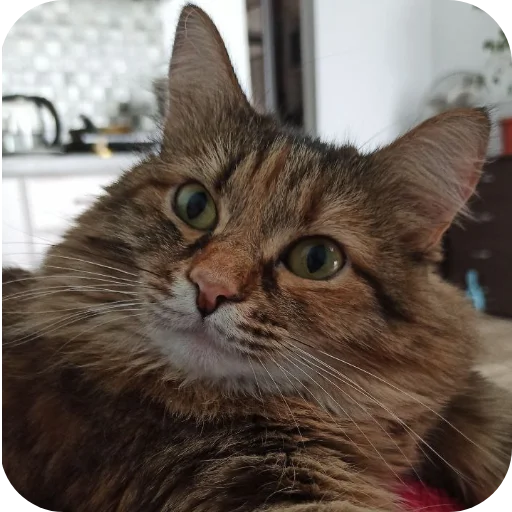 Sticker Lesenka75 - 1