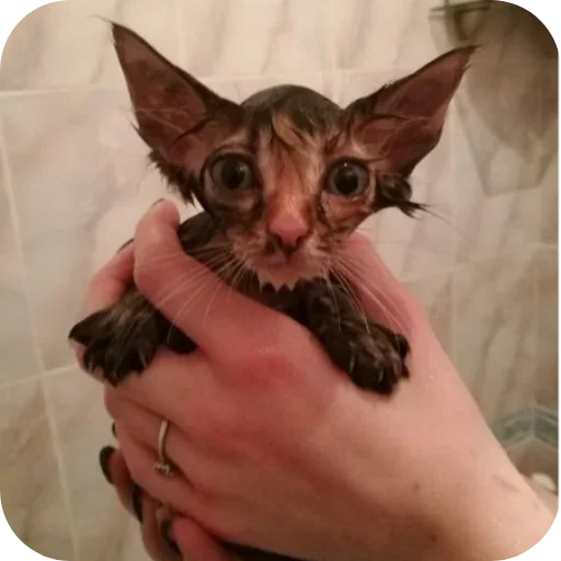 Sticker Lesenka75 - 1