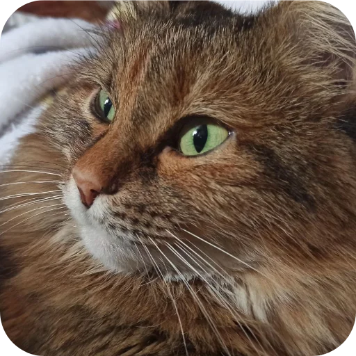 Sticker Lesenka75 - 1