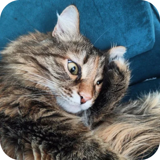 Sticker Lesenka75 - 1