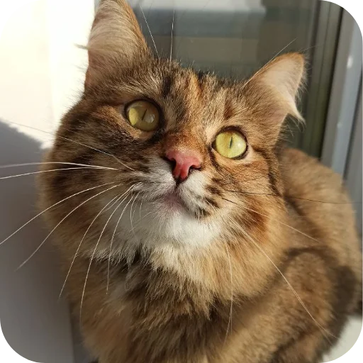 Sticker Lesenka75 - 1