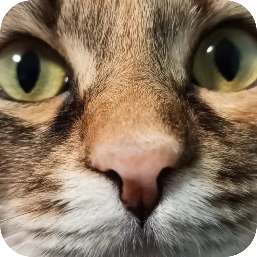 Sticker Lesenka75 - 1