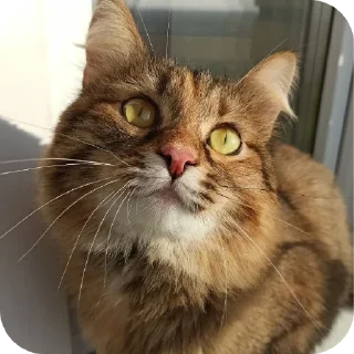 Стикер Лесенка❄️ - 5