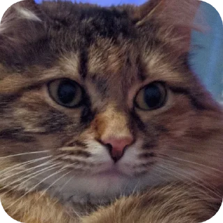 Стикер Лесенка❄️ - 1