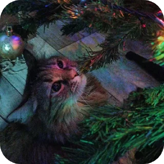 Стикер Лесенка❄️ - 8