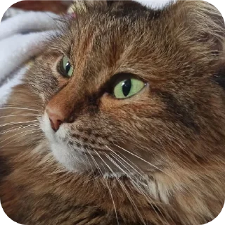 Стикер Лесенка❄️ - 7